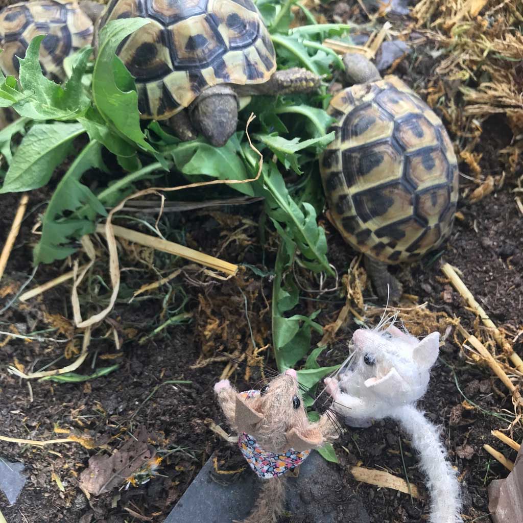 Ellen meets a tortoise
