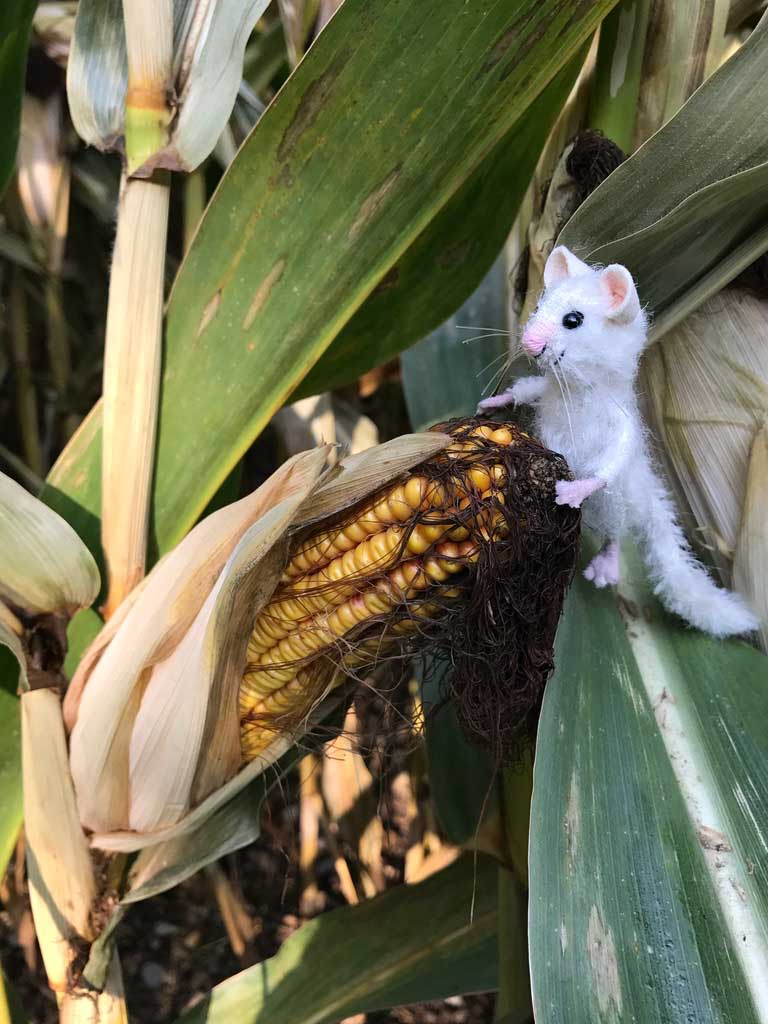 Merlin in a cornfield with a corn husk