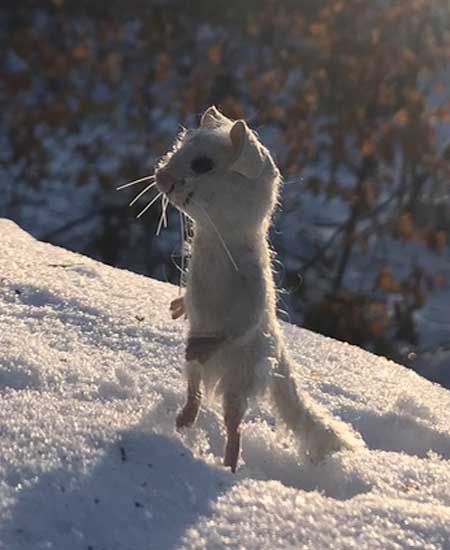 Merlin the mouse in the snow