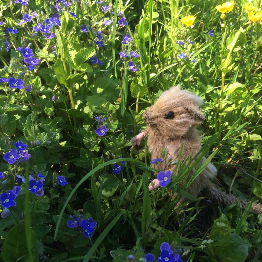 Samuel amongst the flowers in the woods